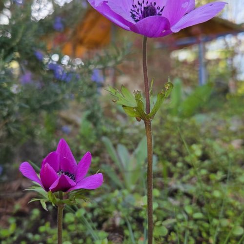 dom-zlatno-doba-suncan-dan-2026-001