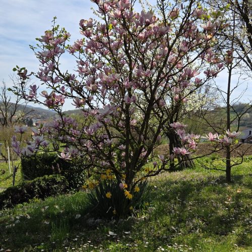 dom-zlatno-doba-suncan-dan-2026-002