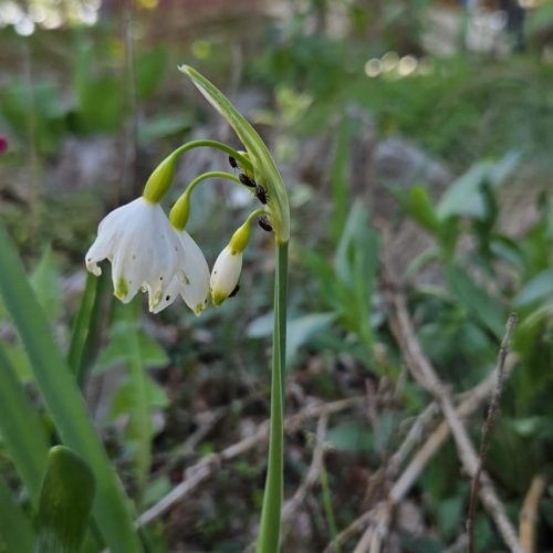 dom-zlatno-doba-suncan-dan-2026-003