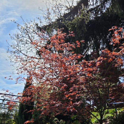 dom-zlatno-doba-suncan-dan-2026-004