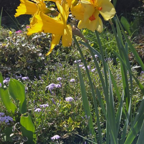 dom-zlatno-doba-suncan-dan-2026-005