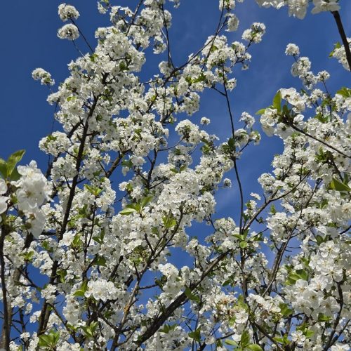 dom-zlatno-doba-suncan-dan-2026-006