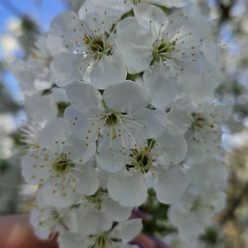 dom-zlatno-doba-suncan-dan-2026-009