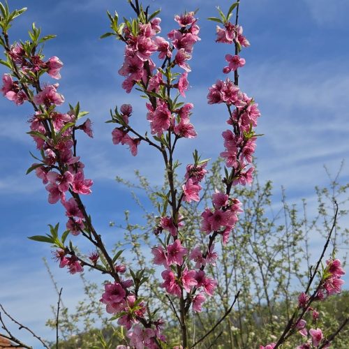 dom-zlatno-doba-suncan-dan-2026-010