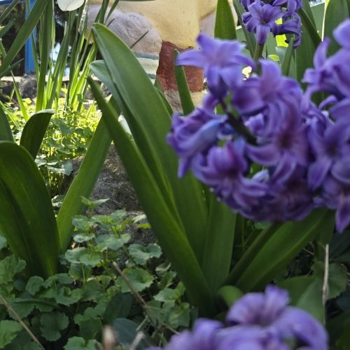 dom-zlatno-doba-suncan-dan-2026-011