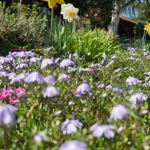 dom-zlatno-doba-suncan-dan-2026-014