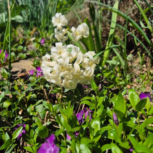 dom-zlatno-doba-suncan-dan-2026-021