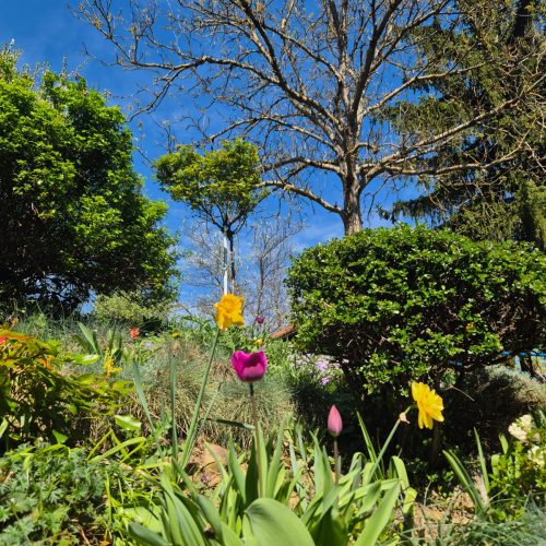 dom-zlatno-doba-suncan-dan-2026-022